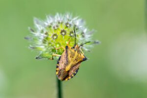 Close-up of insects and grass in a suburban backyard garden setting