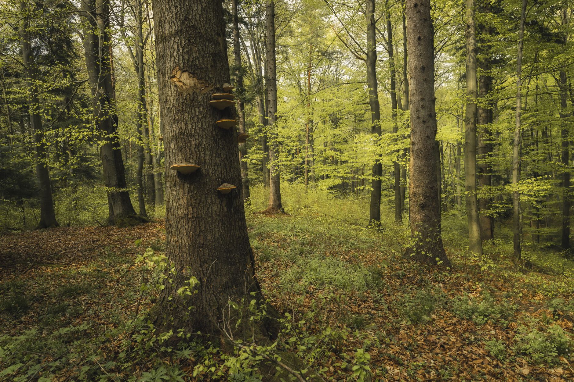 A lush, otherworldly forest environment evoking the mysterious planet setting of the Pikmin series