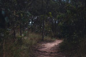Donkey Kong Bananza’s Bonus Worlds Are Quietly Locking Out Casual Players A hidden path winding through dense jungle foliage, symbolizing secret game content locked from casual players
