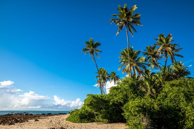 Animal Crossing’s Missing 2025 Update Is Straining Developer Trust A peaceful tropical island scene representing the Animal Crossing aesthetic of relaxed island life
