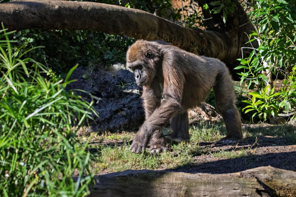 A gorilla in a lush jungle environment, evoking the Donkey Kong franchise setting