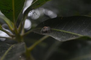 Close-up of a reptile in a jungle environment, representing the Kremling aesthetic missing from Donkey Kong Bananza