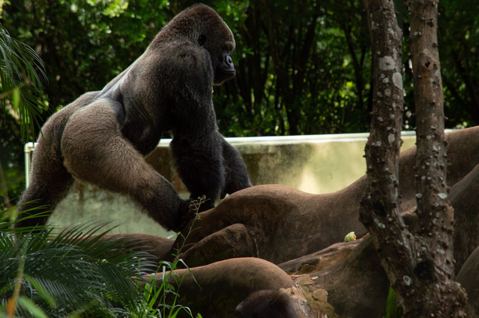 Close-up of a gorilla's powerful fist, representing Donkey Kong Bananza's punch-based combat mechanic