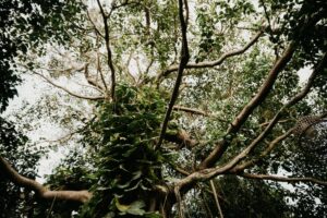Dense jungle canopy with hanging vines and tropical foliage