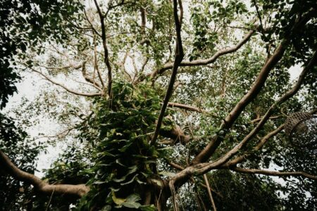 Dense jungle canopy with hanging vines and tropical foliage