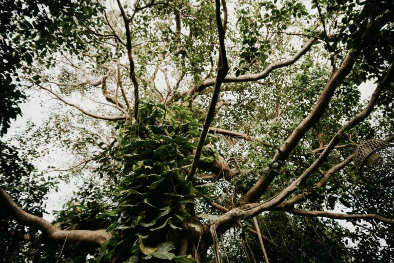 Dense jungle canopy with hanging vines and tropical foliage