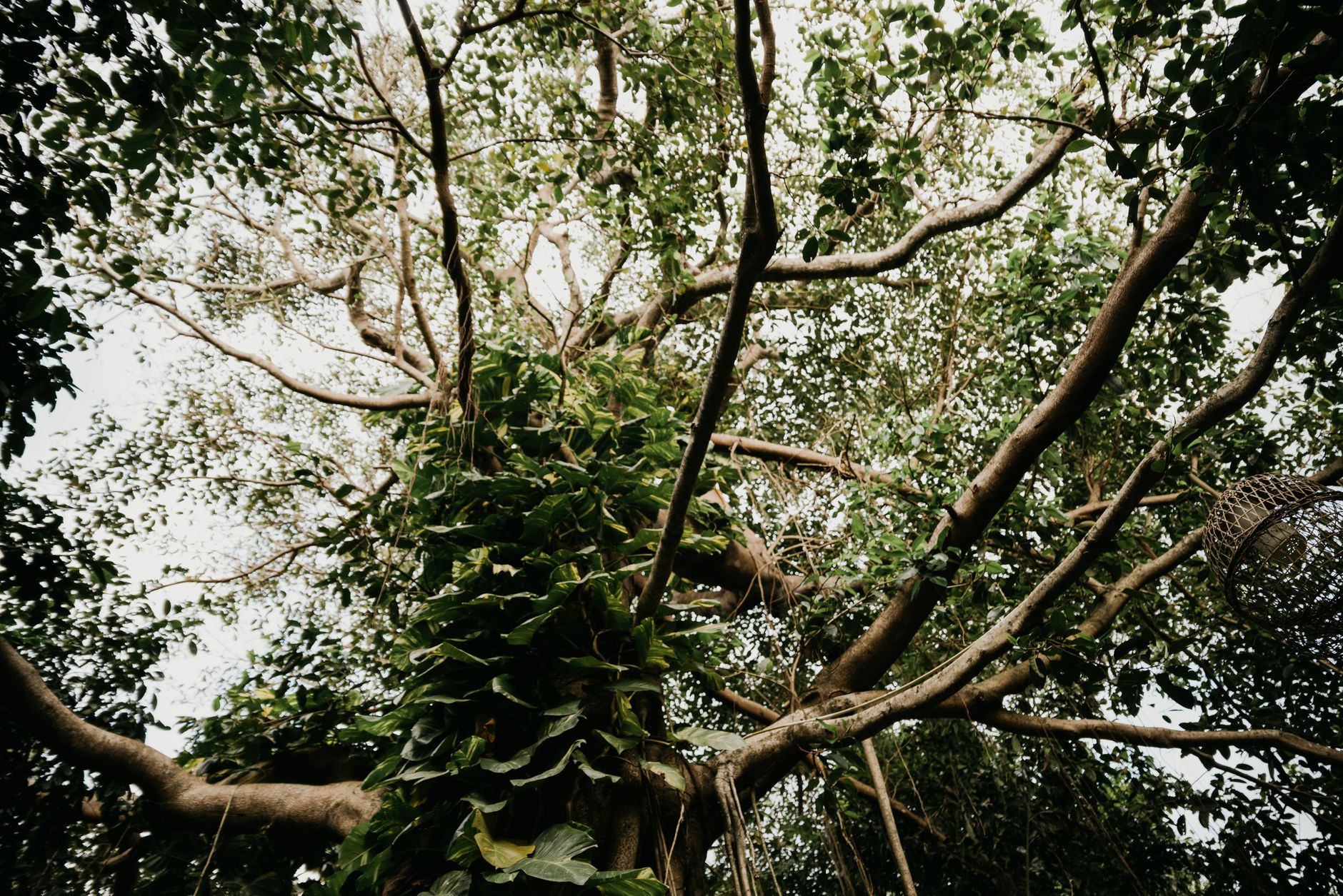 Dense jungle canopy with hanging vines and tropical foliage