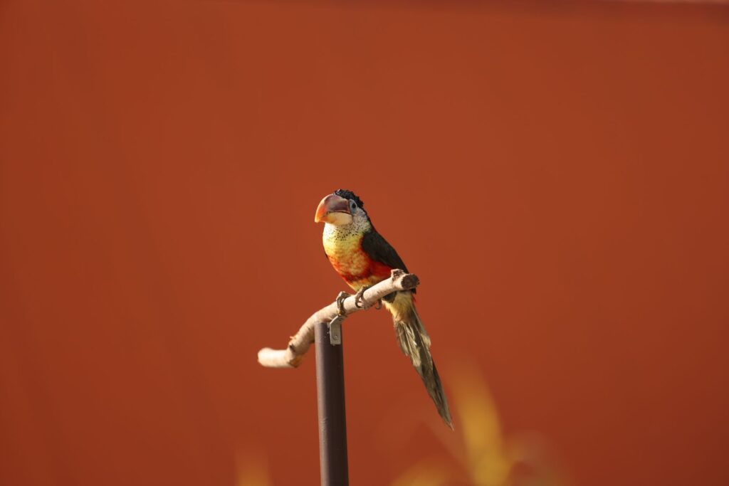 A colorful parrot perched on a branch, representing the Squawks character absence in Donkey Kong Bananza