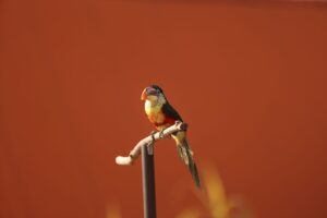A colorful parrot perched on a branch, representing the Squawks character absence in Donkey Kong Bananza
