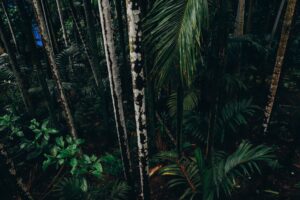 Dense green jungle canopy representing the classic Donkey Kong Country jungle aesthetic