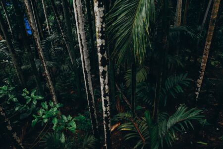 Dense green jungle canopy representing the classic Donkey Kong Country jungle aesthetic