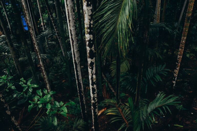 Dense green jungle canopy representing the classic Donkey Kong Country jungle aesthetic