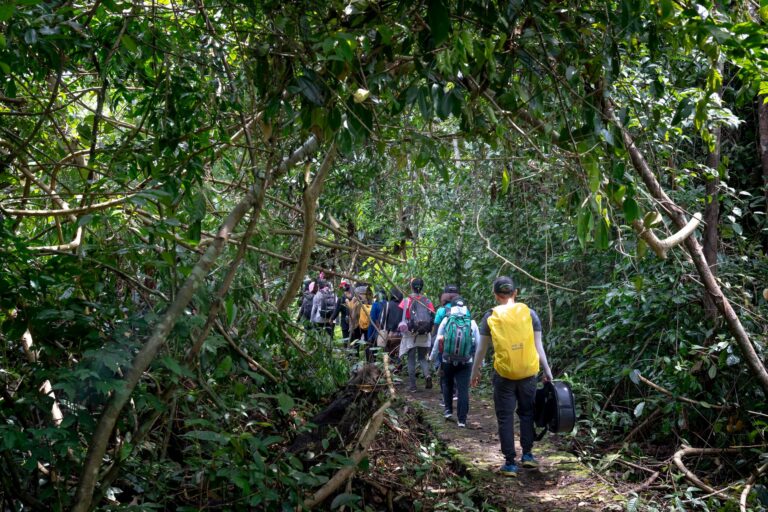 Dense jungle path suggesting adventure and exploration in a vibrant natural environment