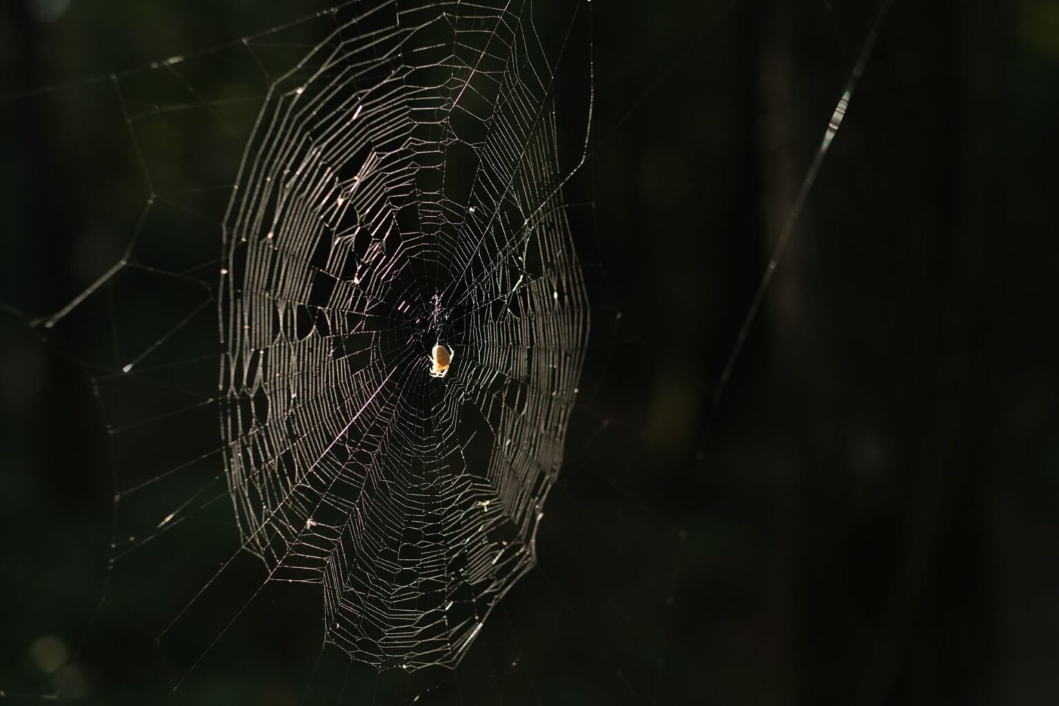 Close-up of an intricate spider web, symbolizing Squitter's web-platform mechanic from Donkey Kong Country 2