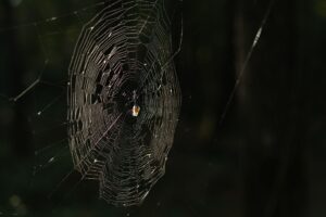 Close-up of an intricate spider web, symbolizing Squitter's web-platform mechanic from Donkey Kong Country 2