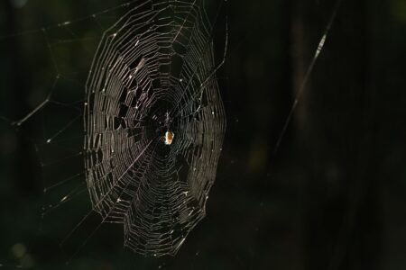 Close-up of an intricate spider web, symbolizing Squitter's web-platform mechanic from Donkey Kong Country 2