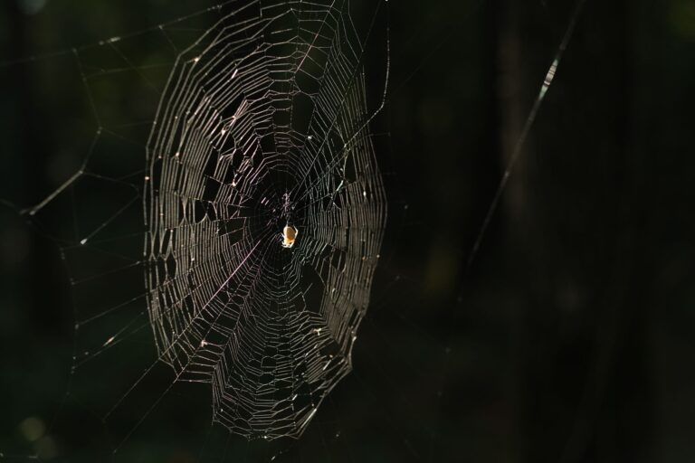 Close-up of an intricate spider web, symbolizing Squitter's web-platform mechanic from Donkey Kong Country 2