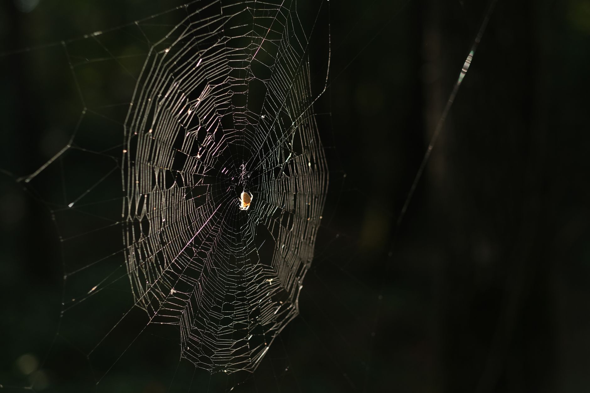 Close-up of an intricate spider web, symbolizing Squitter's web-platform mechanic from Donkey Kong Country 2