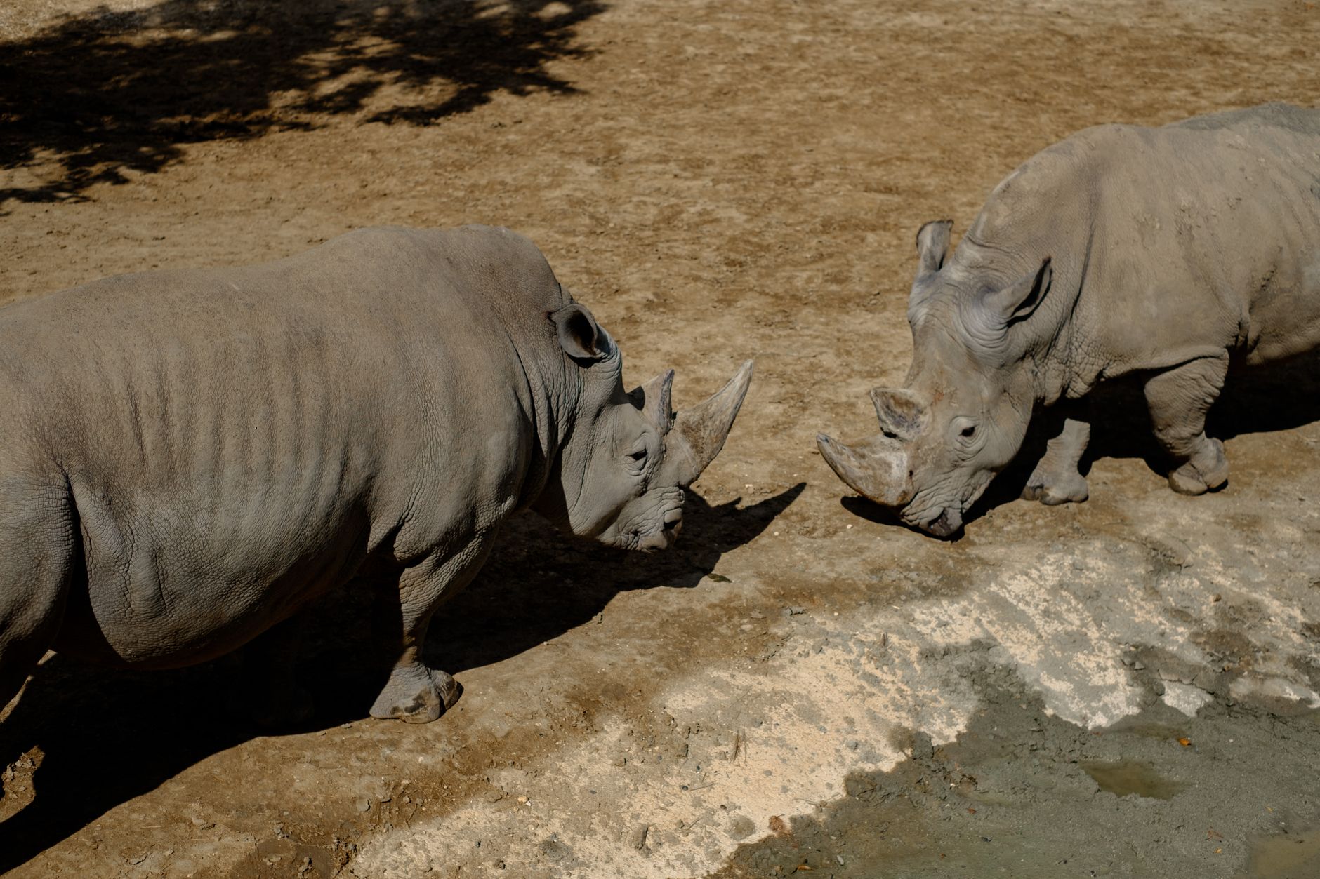 A rhinoceros in the wild, representing Rambi the Rhino from the Donkey Kong Country series