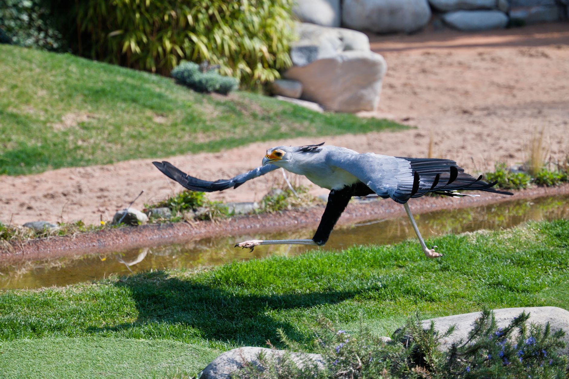 A large bird running across an open outdoor space, referencing ostrich-like movement