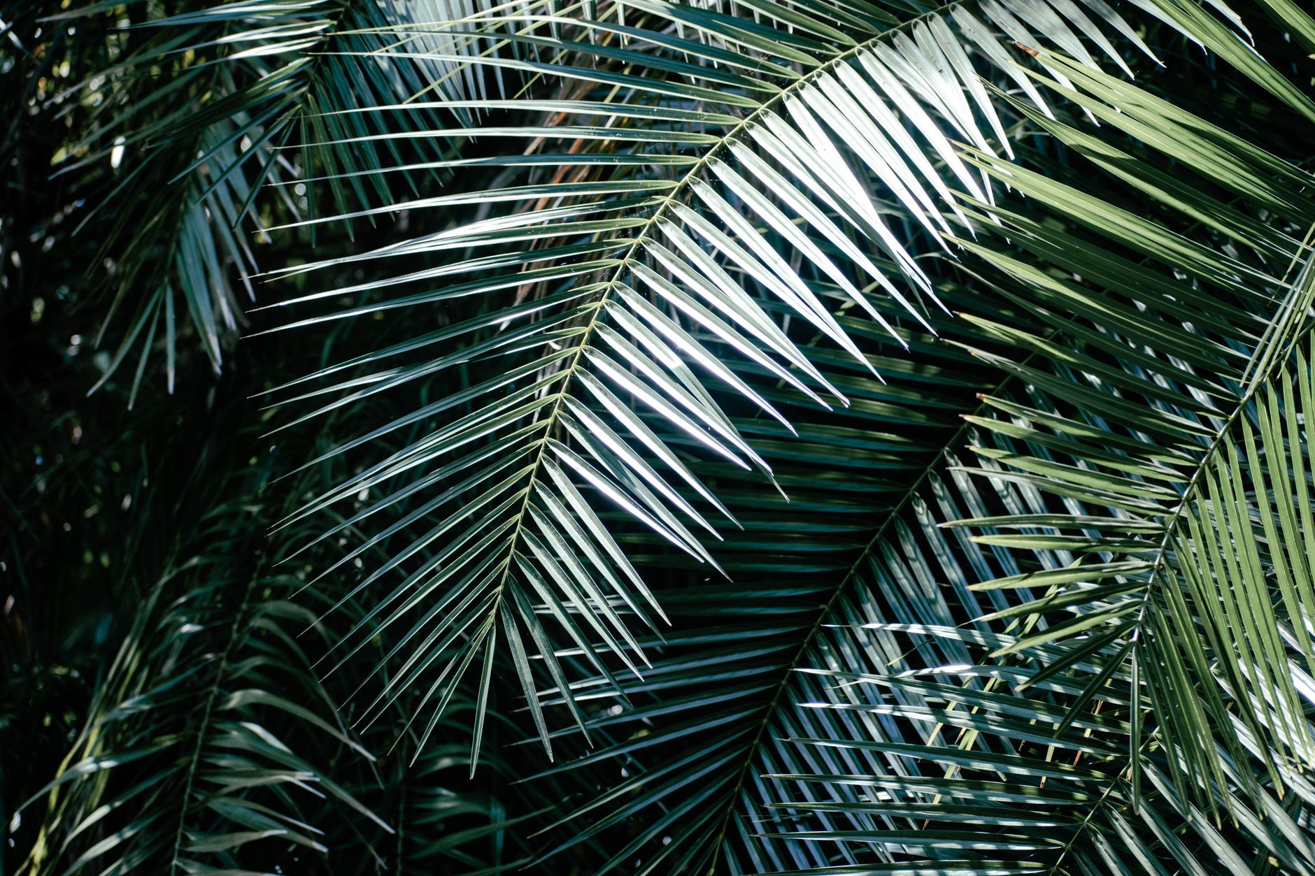 Dense tropical jungle environment with green foliage, reminiscent of Donkey Kong's visual style