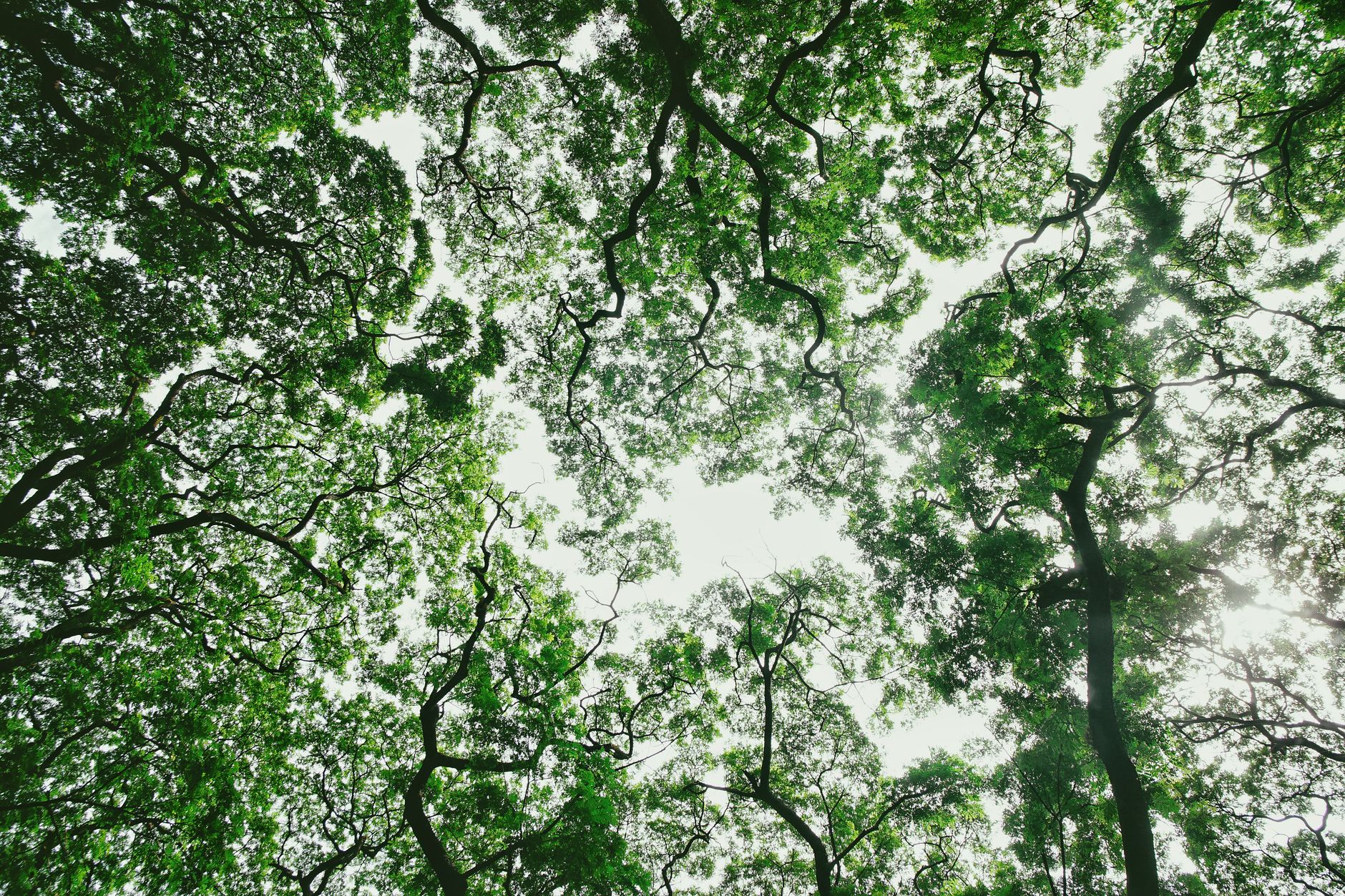 Dense green jungle canopy evoking the lush, web-filled levels of Donkey Kong Country 2