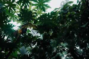 Donkey Kong Bananza’s Absent Zingers Are Quietly Stinging DKC Purists Dense jungle foliage suggesting the hostile tropical environments of classic Donkey Kong games