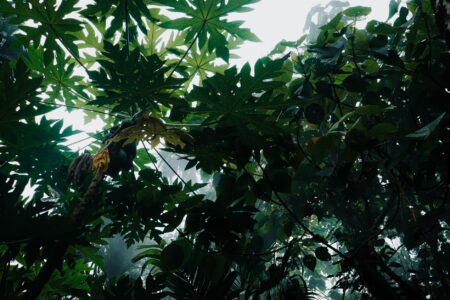 Donkey Kong Bananza’s Absent Zingers Are Quietly Stinging DKC Purists Dense jungle foliage suggesting the hostile tropical environments of classic Donkey Kong games