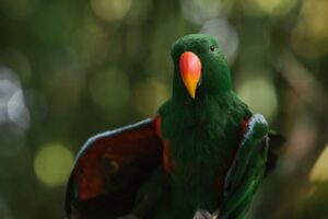 Donkey Kong Bananza’s Absent Squawks the Parrot Is Quietly Grounding DKC2 Fans A colorful parrot perched in a jungle setting, evoking the tropical atmosphere of classic Donkey Kong games