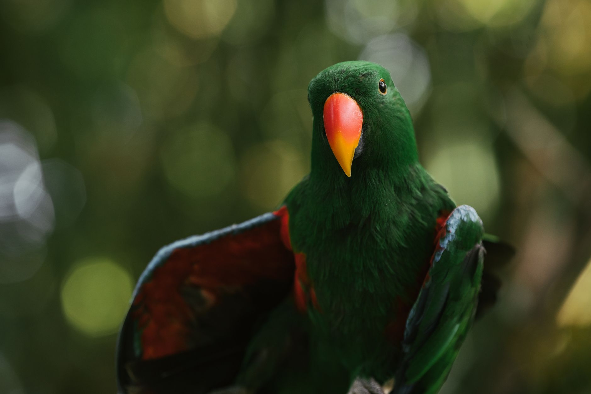 A colorful parrot perched in a jungle setting, evoking the tropical atmosphere of classic Donkey Kong games