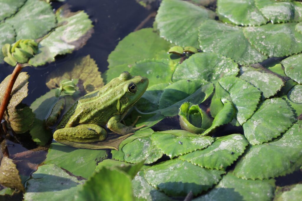 Donkey Kong Bananza’s Absent Winky the Frog Is Deflating DKC Fans A green frog resting on a leaf, symbolizing the beloved Winky the Frog character absent from Donkey Kong Bananza
