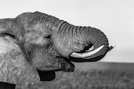 Close-up of an elephant, representing Ellie the Elephant's absence from Donkey Kong Bananza