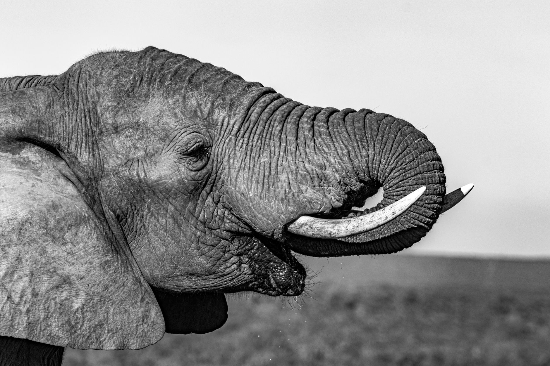 Close-up of an elephant, representing Ellie the Elephant's absence from Donkey Kong Bananza