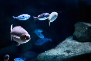 A bioluminescent deep-sea fish glowing in dark underwater surroundings, evoking the atmosphere of Glimmer's Galleon from DKC2