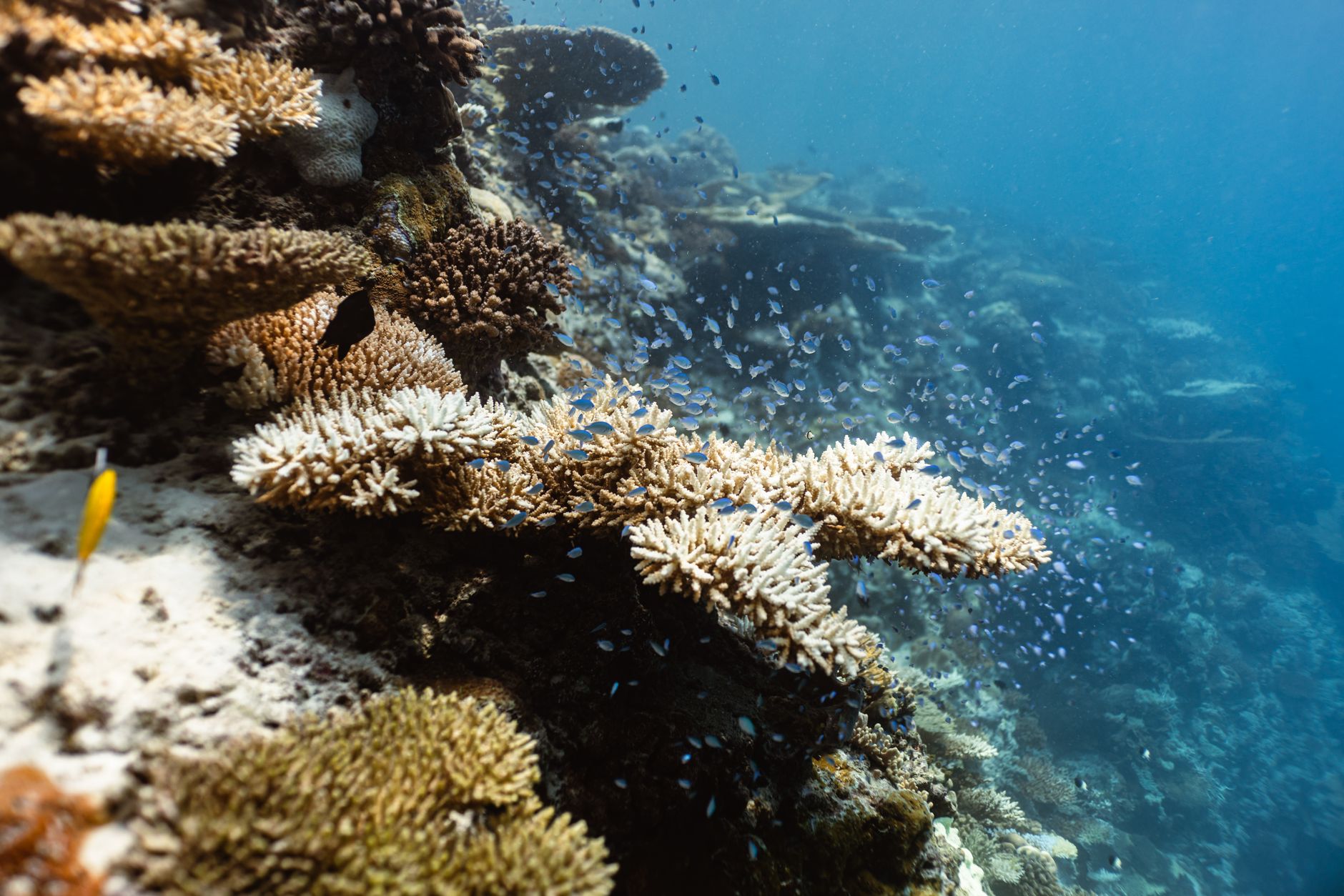 Underwater tropical ocean scene representing aquatic gameplay environments