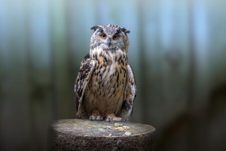 A great horned owl perched on a branch, representing the Squawks the Owl character from Donkey Kong Country 3