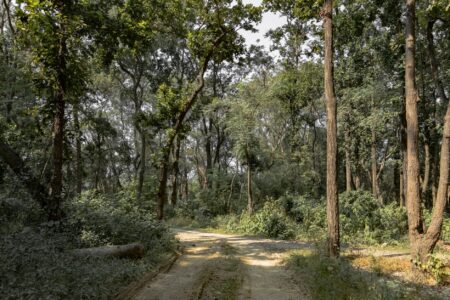 A dense jungle pathway suggesting adventure and exploration in a video game setting