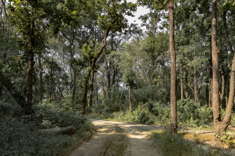 A dense jungle pathway suggesting adventure and exploration in a video game setting
