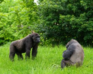 Donkey Kong Bananza’s Absent Chunky Kong Nod Is Quietly Stinging DK64 Fans A large gorilla in a jungle setting, evoking the Donkey Kong franchise's primate theme
