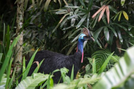 A colorful small bird perched in a lush tropical environment, evoking the animal buddy theme from classic Donkey Kong games
