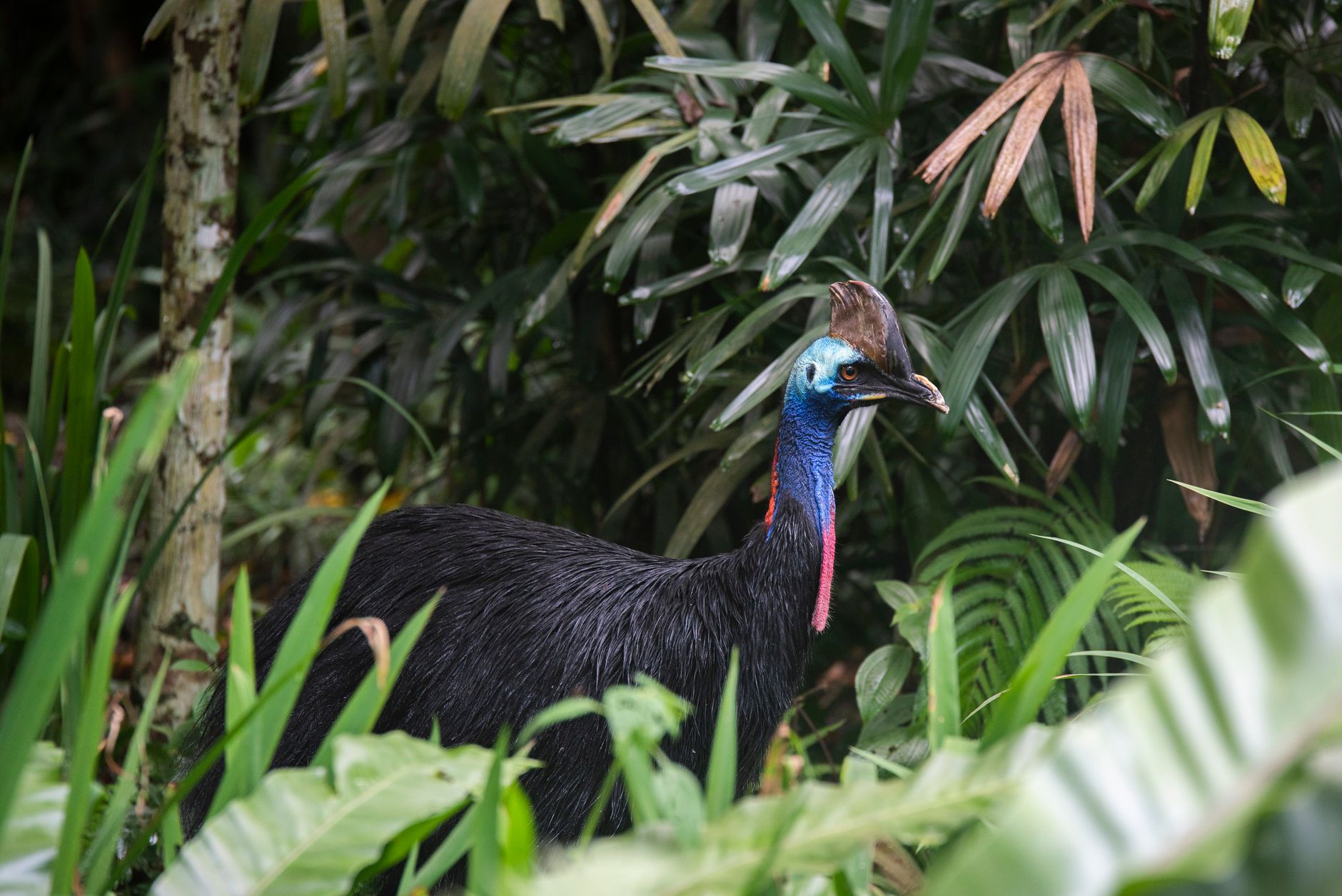 A colorful small bird perched in a lush tropical environment, evoking the animal buddy theme from classic Donkey Kong games