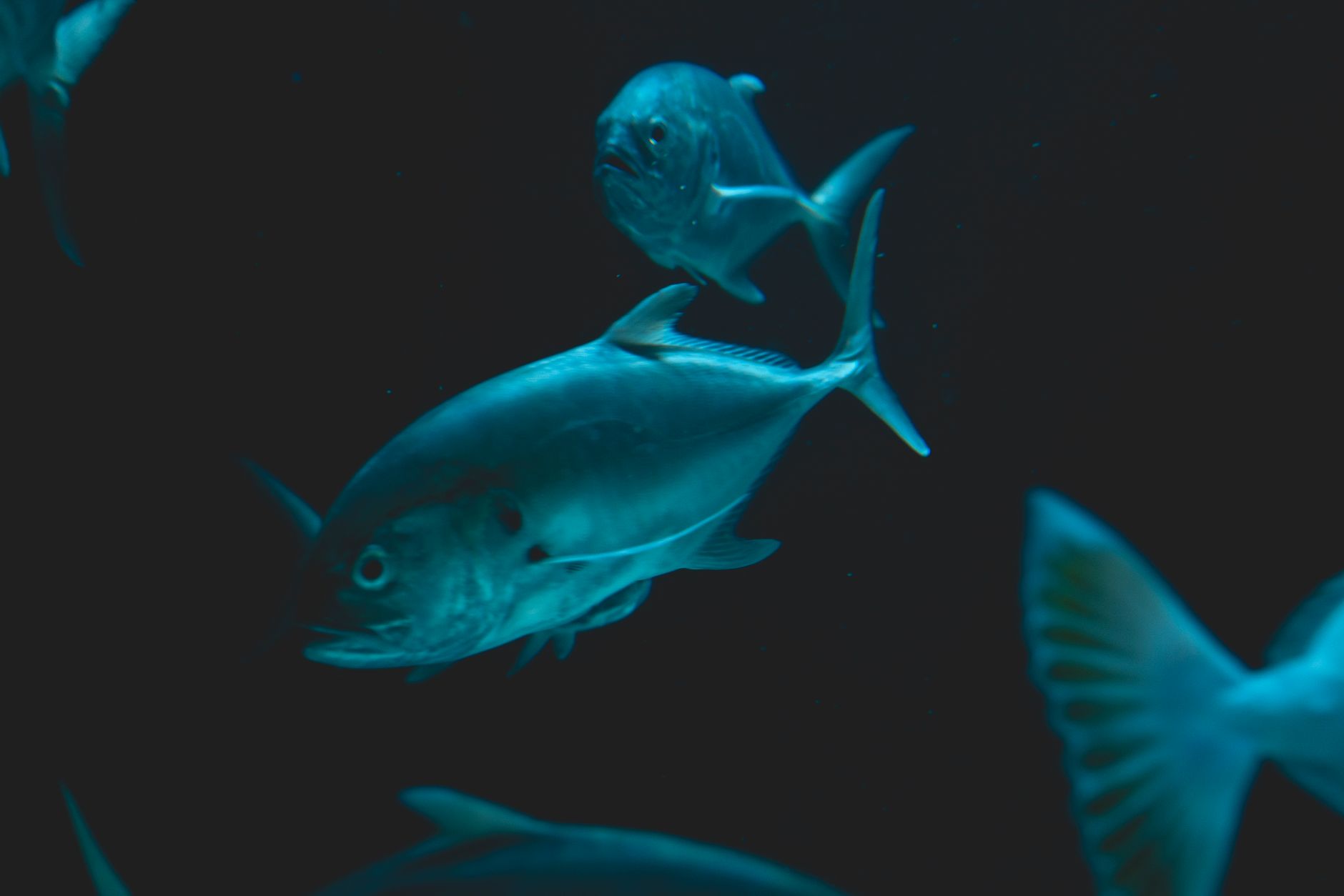 Dark underwater environment with murky green tones, similar to the atmosphere of DKC2 water levels