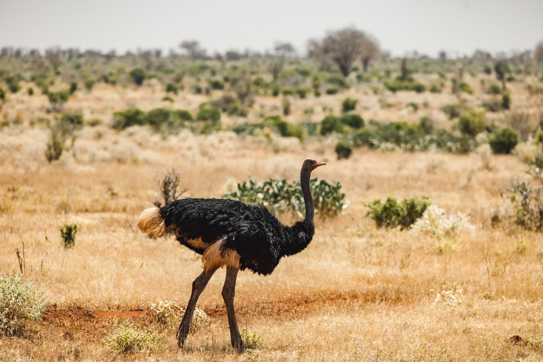 An ostrich running at full speed across open terrain, representing Expresso's iconic speed-based gameplay