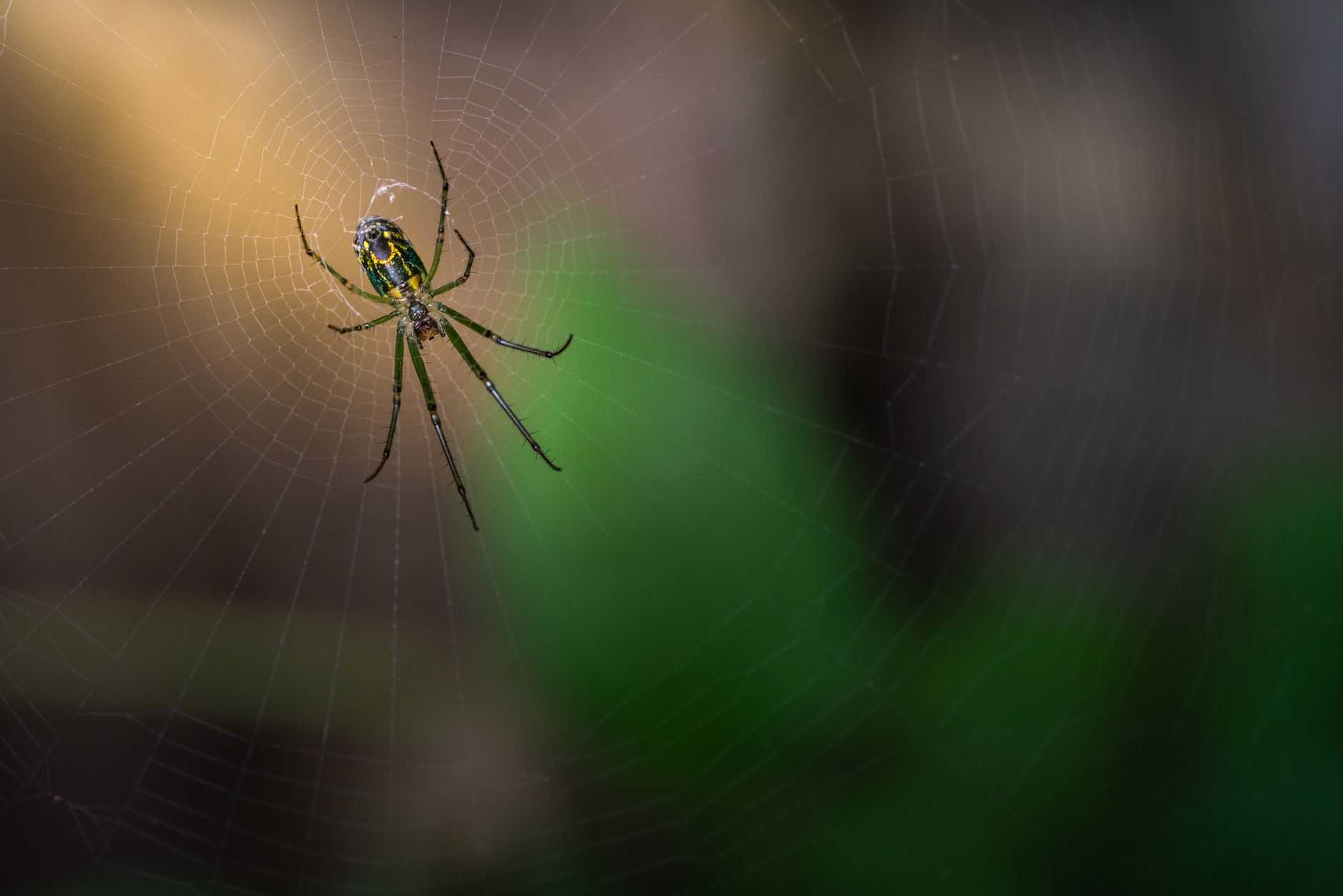 A detailed spider web with morning dew, evoking Squitter the Spider from DKC2