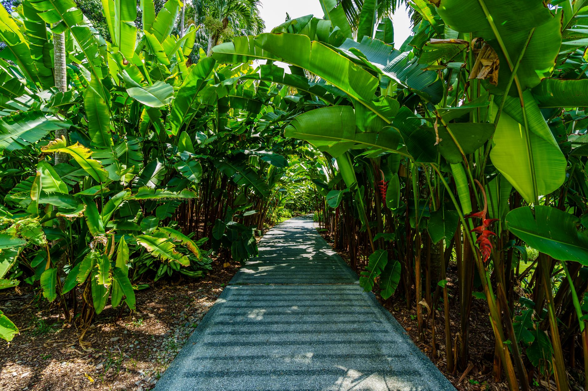 Lush tropical jungle path with dense green foliage on either side