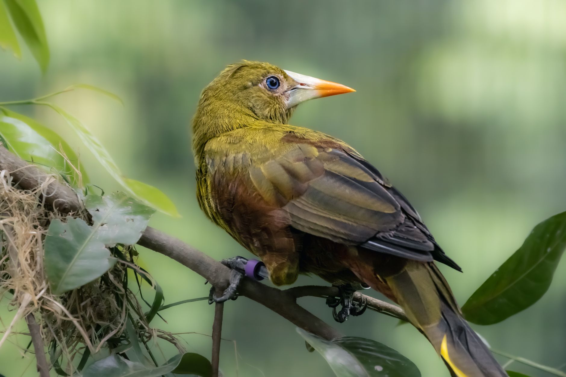 Colorful tropical birds perched in a lush jungle setting