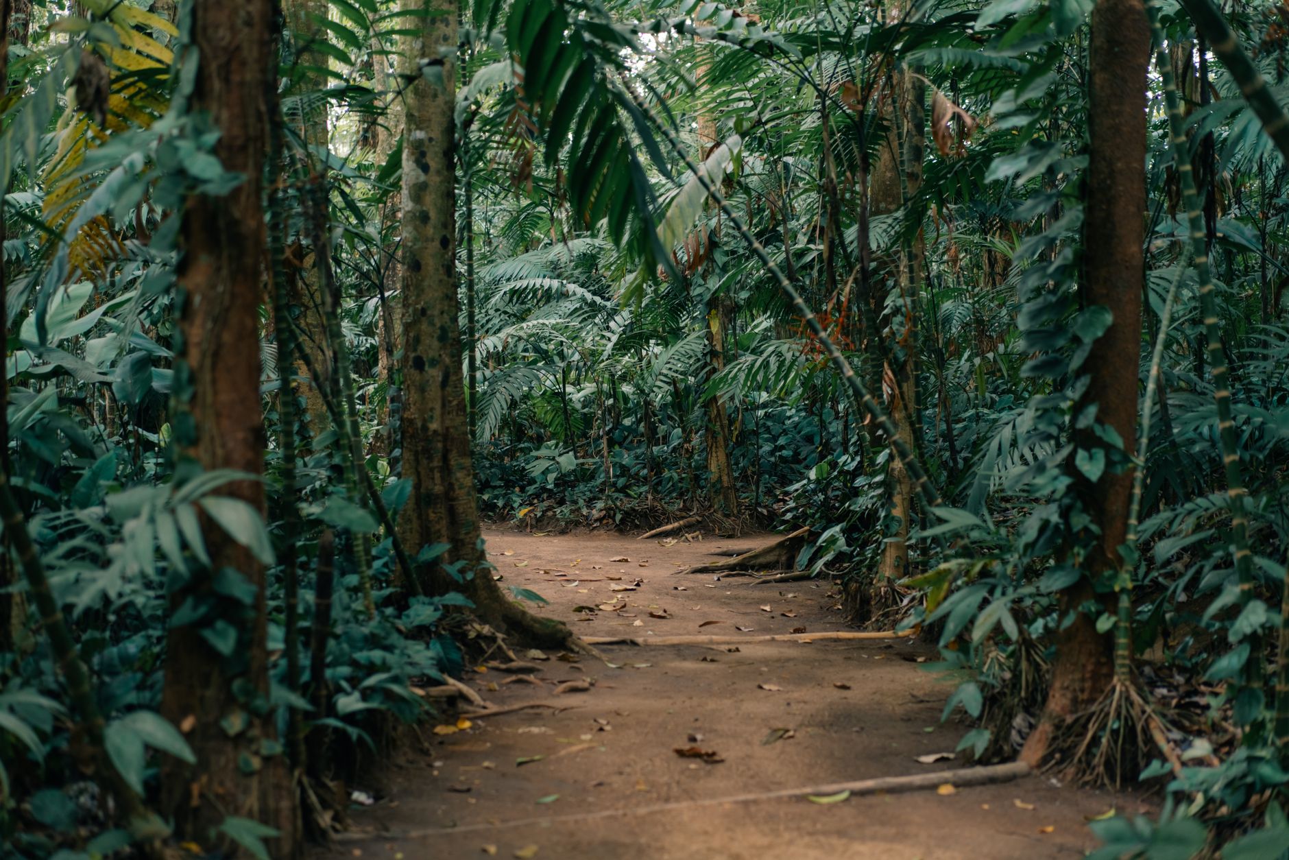 A dense jungle trail surrounded by thick green foliage and dappled sunlight