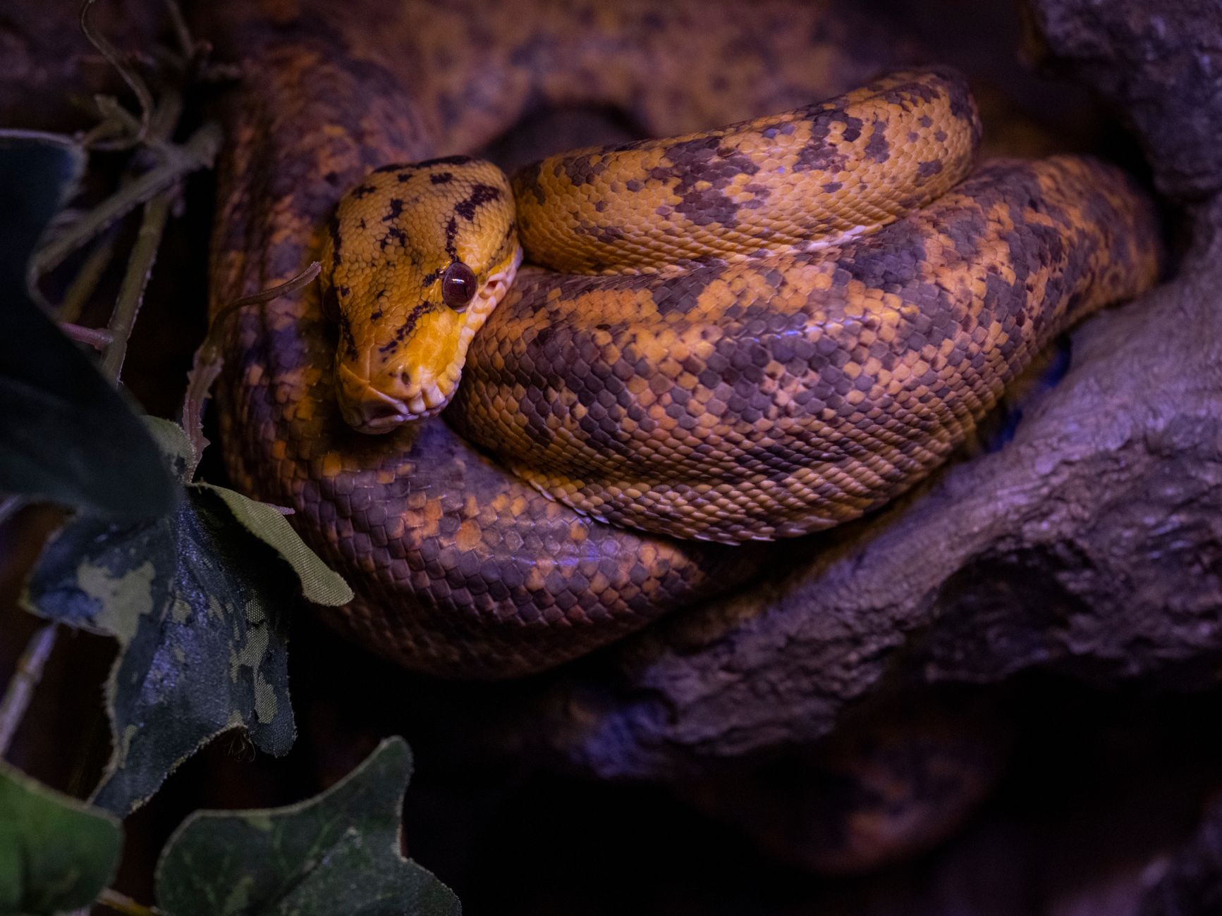 A yellow snake coiled and ready to spring, similar in spirit to Rattly from Donkey Kong Country 2