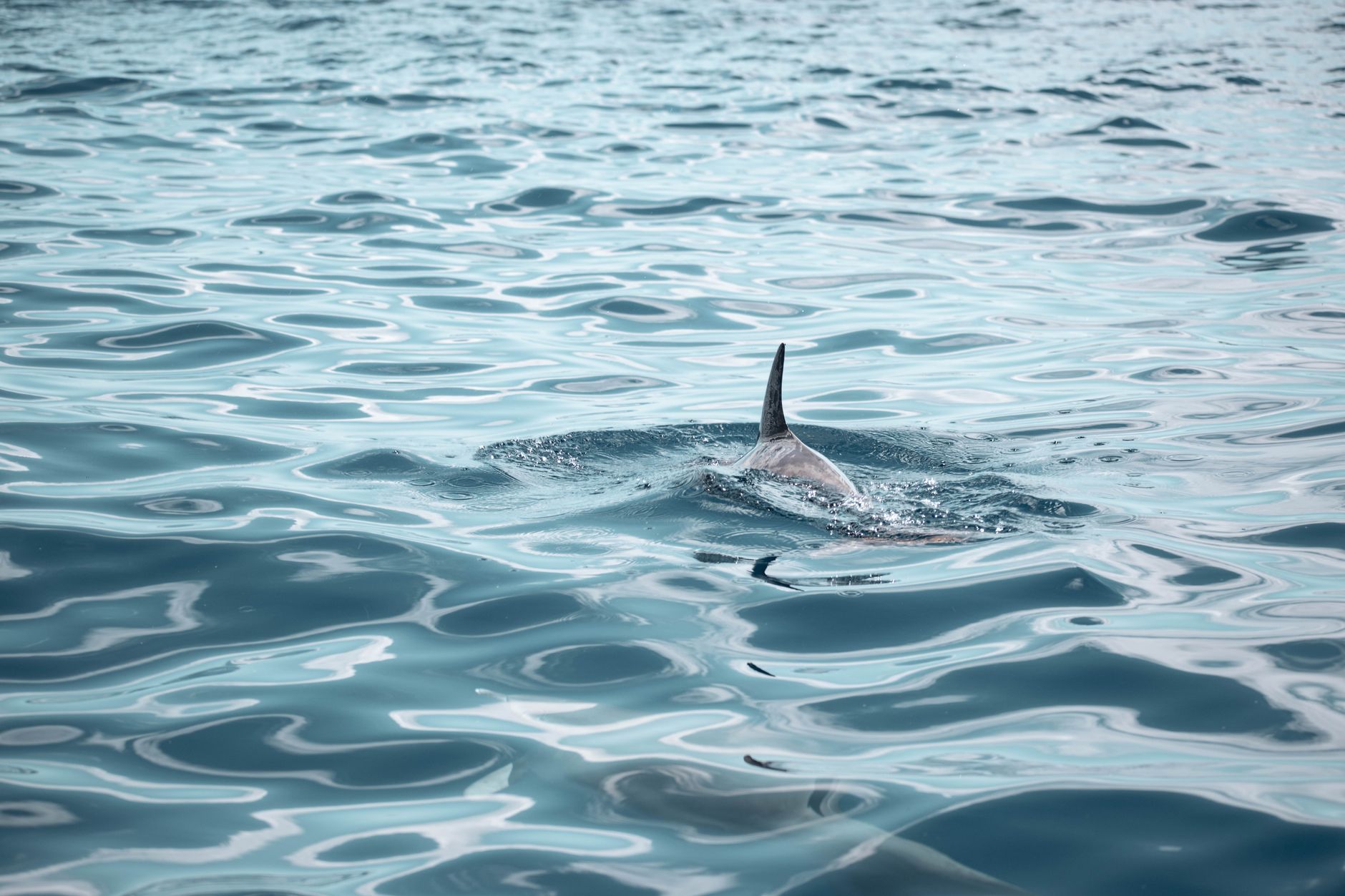 Swordfish swimming in ocean water representing Enguarde from the Donkey Kong Country series